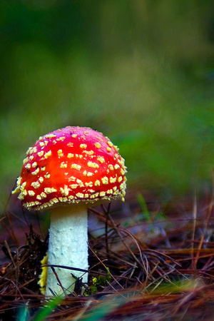 The toadstool